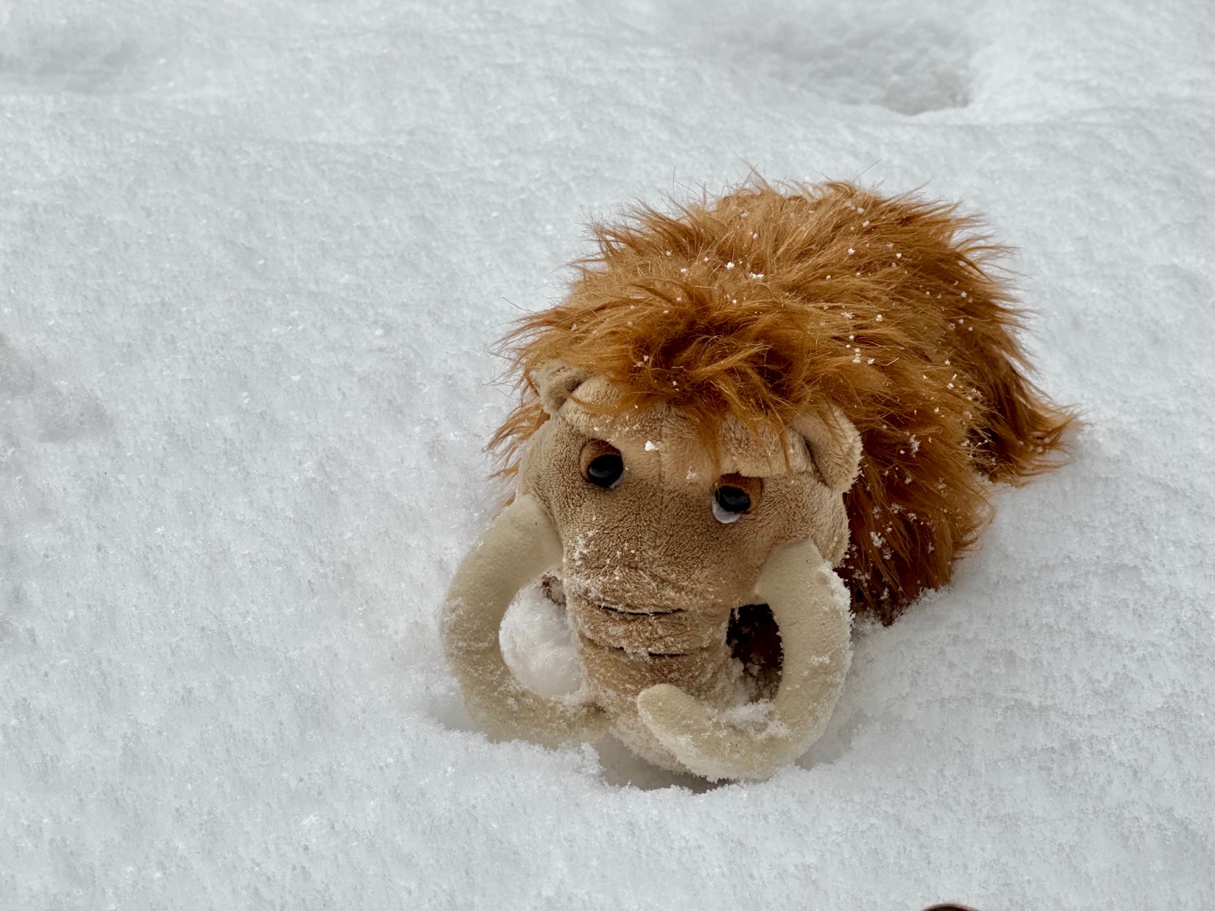 A stuffed animal in the snow
AI-generated content may be incorrect.